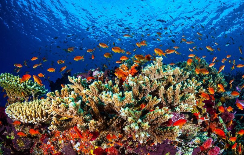 Коралловый Барьерный риф
