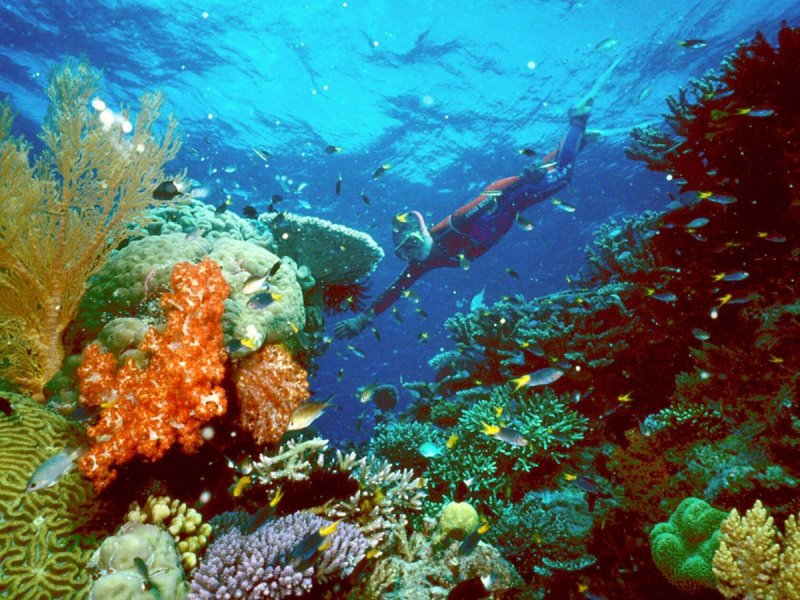 Большой барельефный риф Австралия