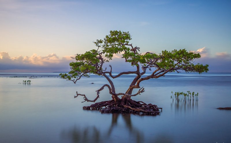 Одинокое дерево на острове