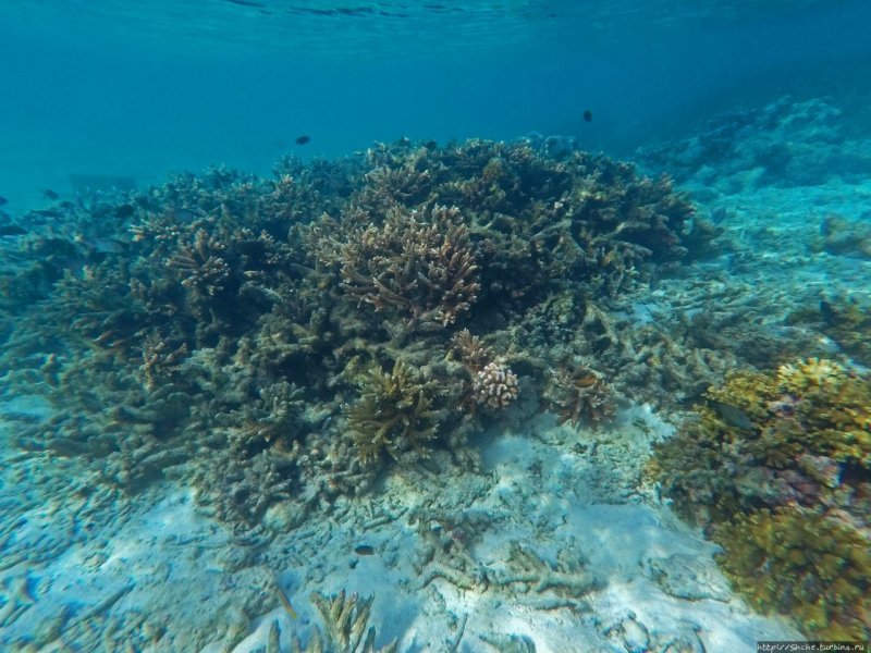 Рифы на Мальдивских островах