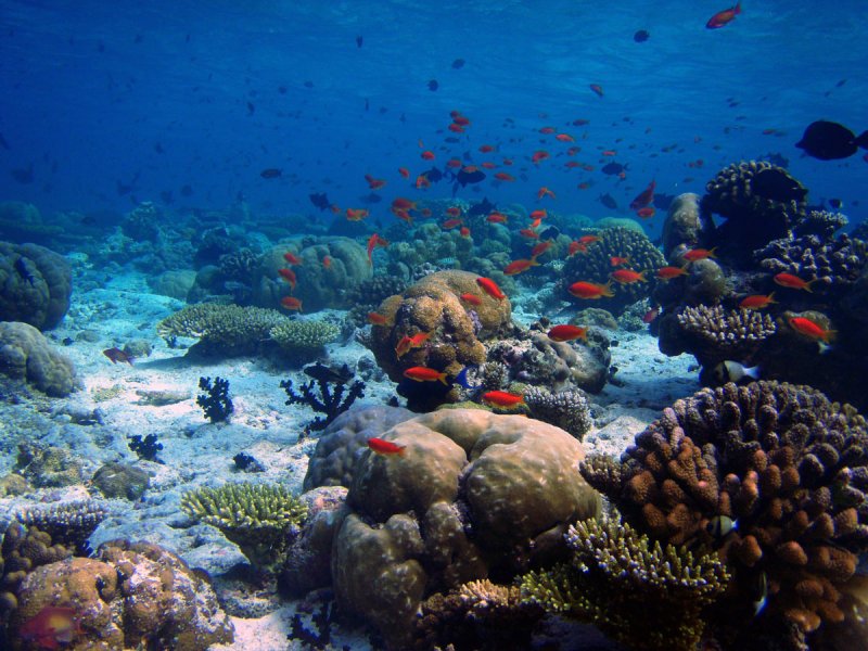 Коралловый сад Бора Бора