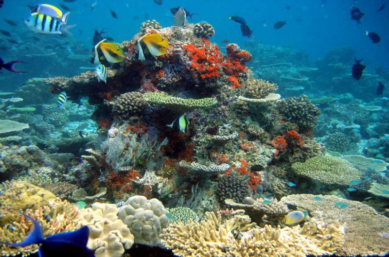 Подводный мир Мальдивских островов
