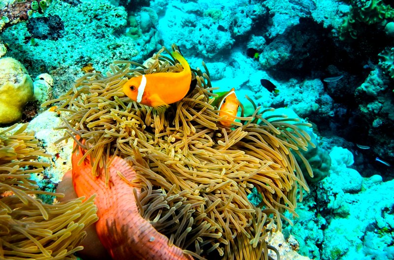 Мальдивы Раа Атолл риф