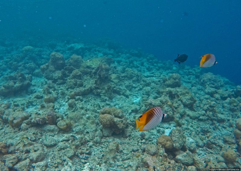Подводный риф на Мальдивах