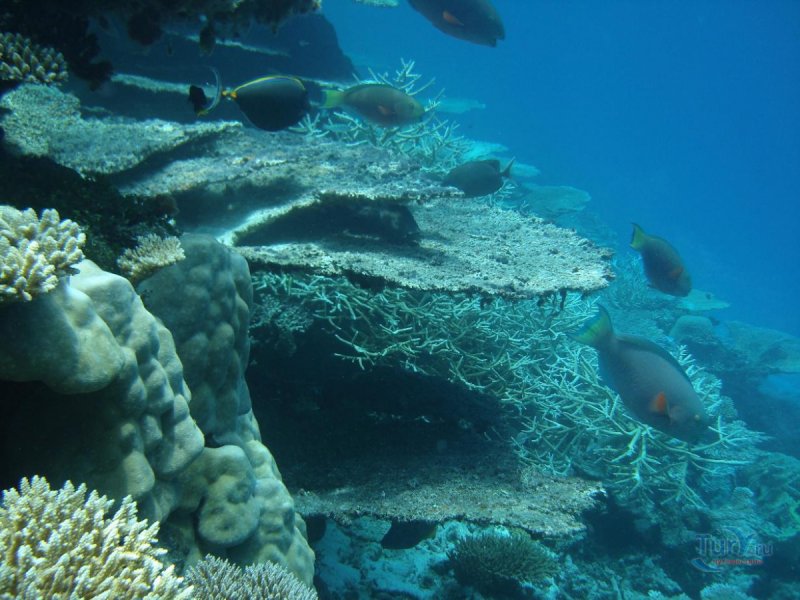 Мальдивы Немо риф