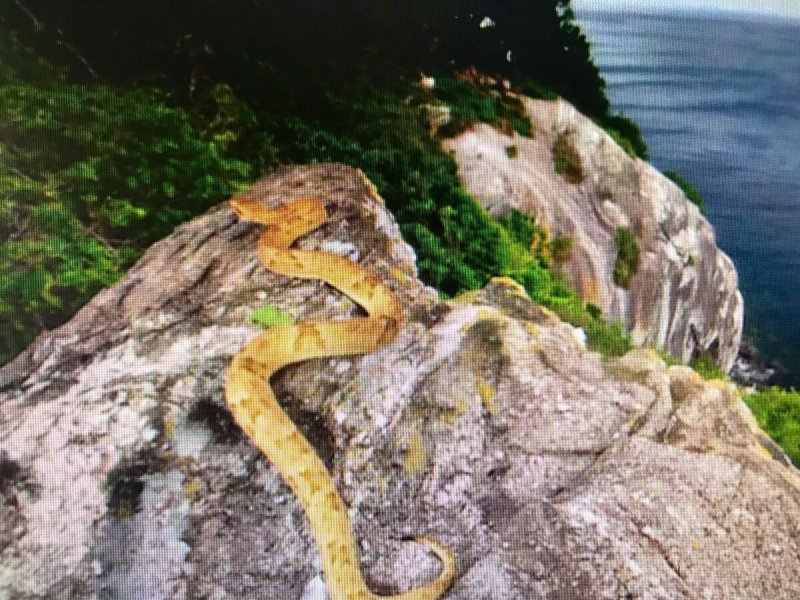 Остров Кеймада-Гранди змеи