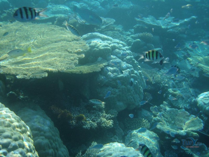 Мальдивы рифы