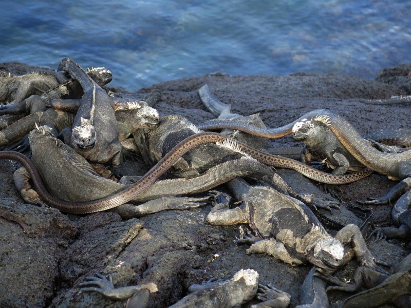 Змеиный остров Занзибар