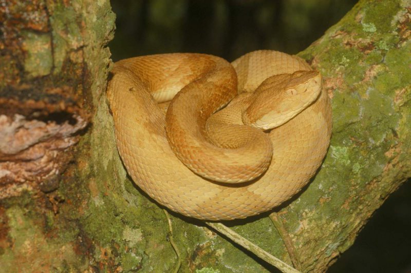 Змея островной ботропс