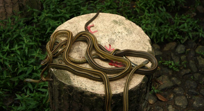 Кеймада остров змей