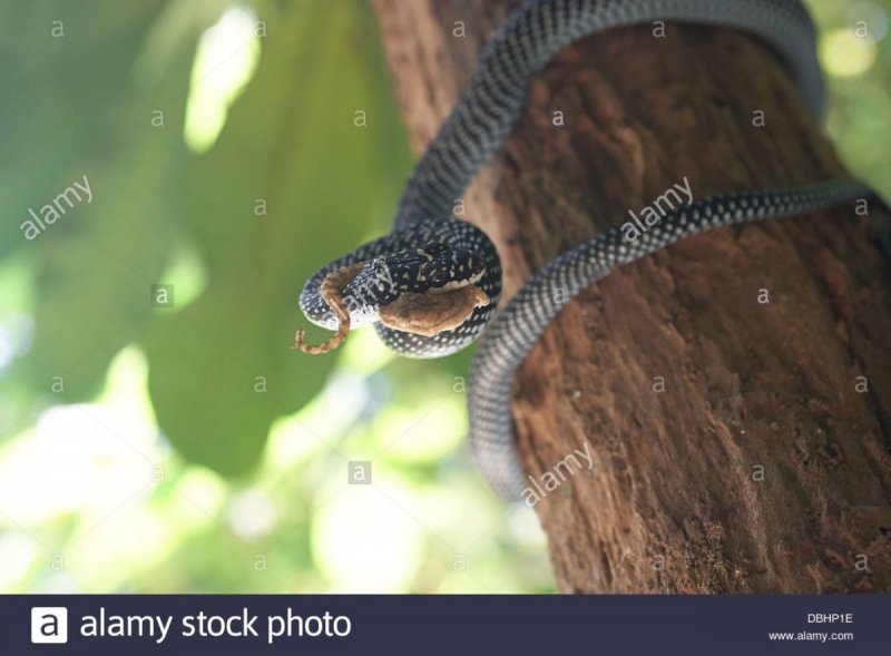 Самая ядовитая змея на острове змей