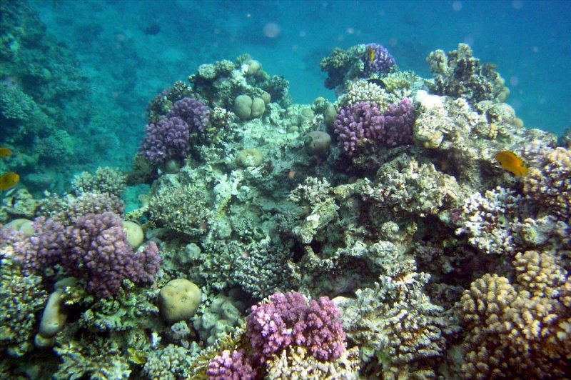Коралловый риф Сейшелы