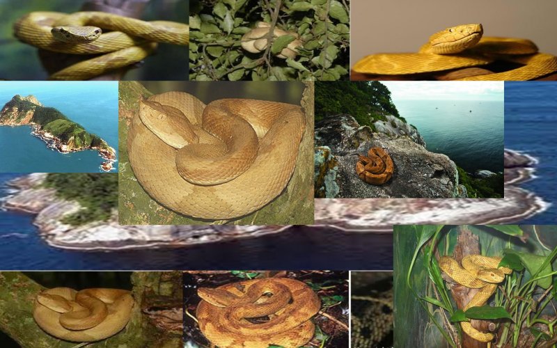 Остров змей природный симпентариум