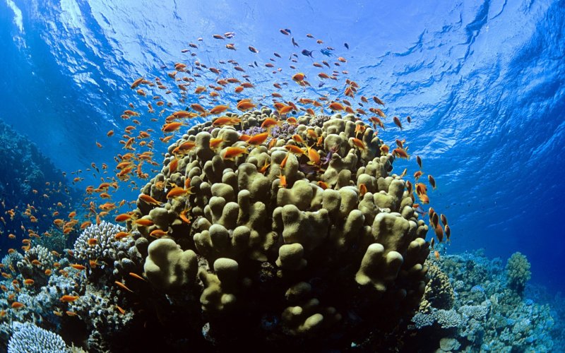 Рас Мохаммед коралловые рифы