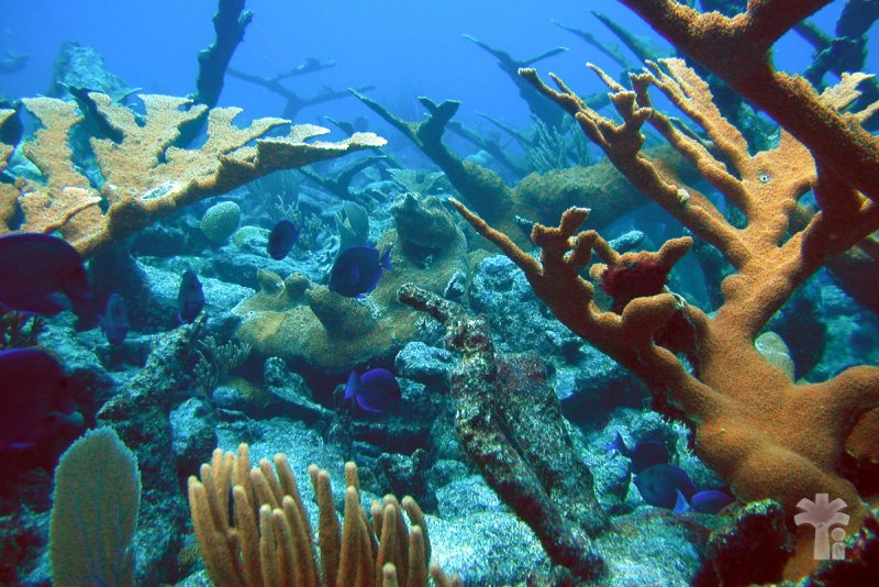 Таити коралловые рифы