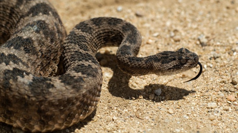 Змеи на острове Родос