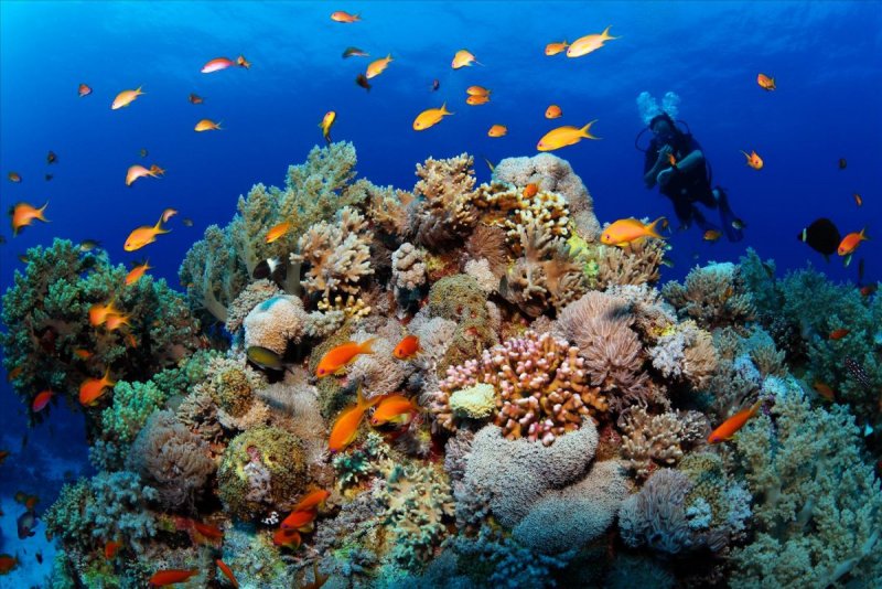 Коралловый риф подводный мир Египта