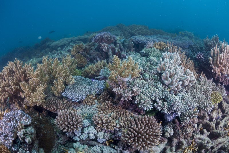 Самые большие коралловые рифы в Крыму