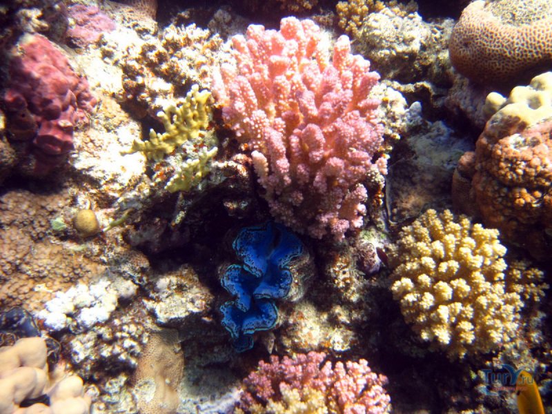 Большой Барьерный риф Австралия 3 класс