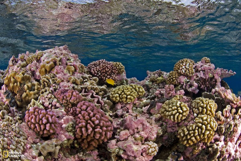 Marsa Alam рифы