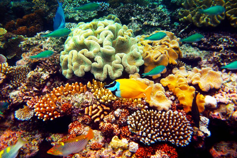 Кораллы рифы Тайланд