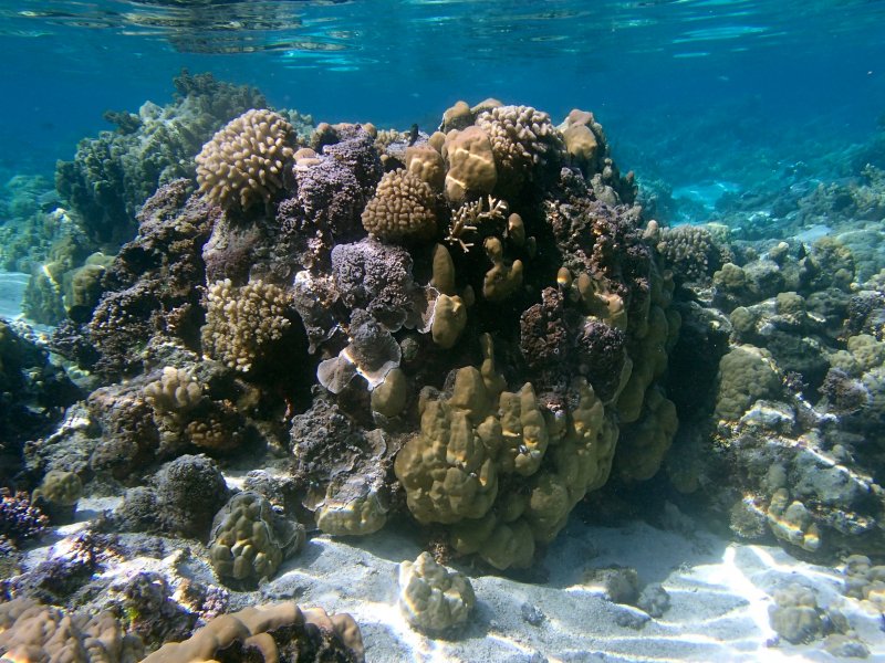 Большой Барьерный риф осьминог