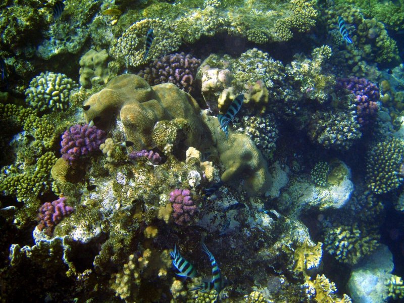 Береговые рифы фото