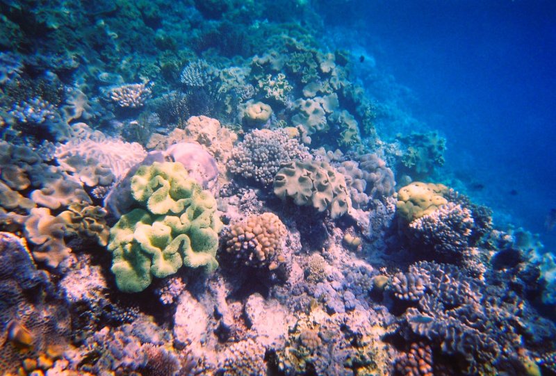 Большой Барьерный риф биоразнообразие