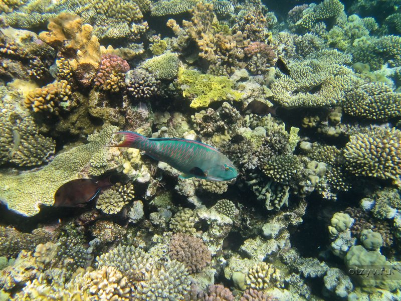 Буревестник большого рифа фото