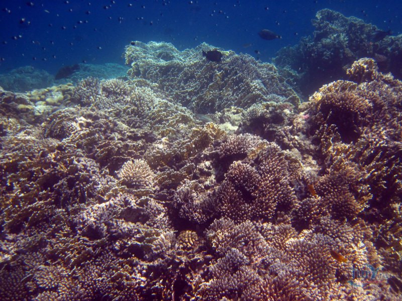 Красное море риф красота