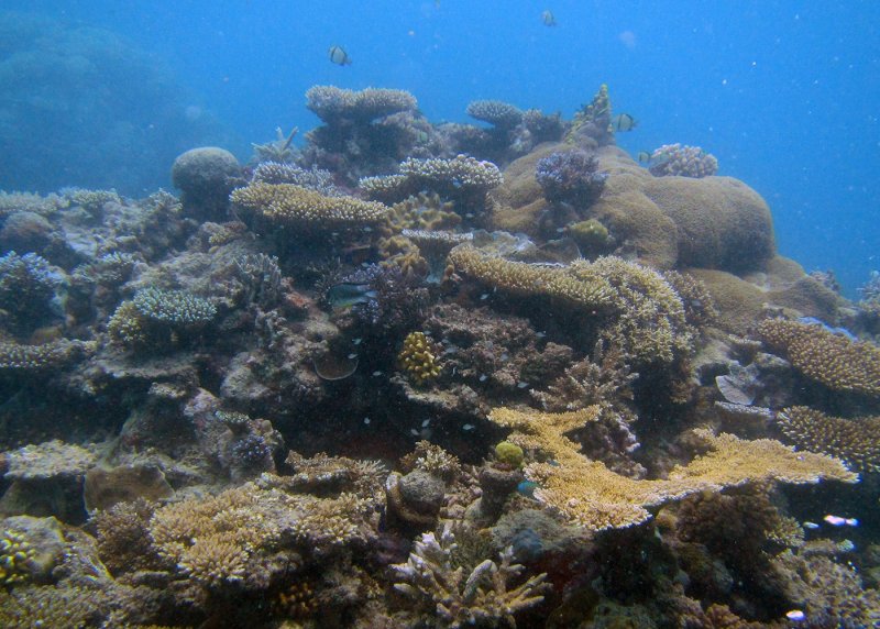 Artificial Reefs in Japan