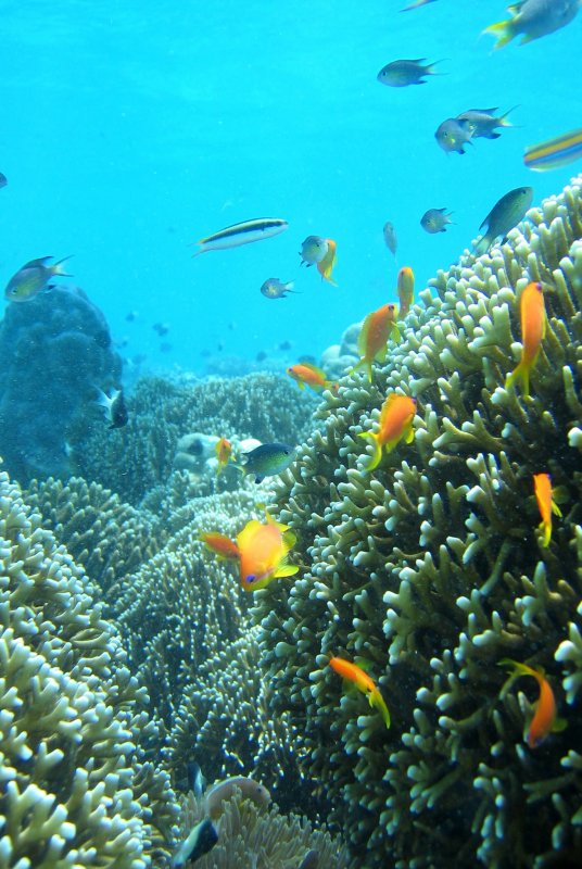 Занзибар коралловый остров
