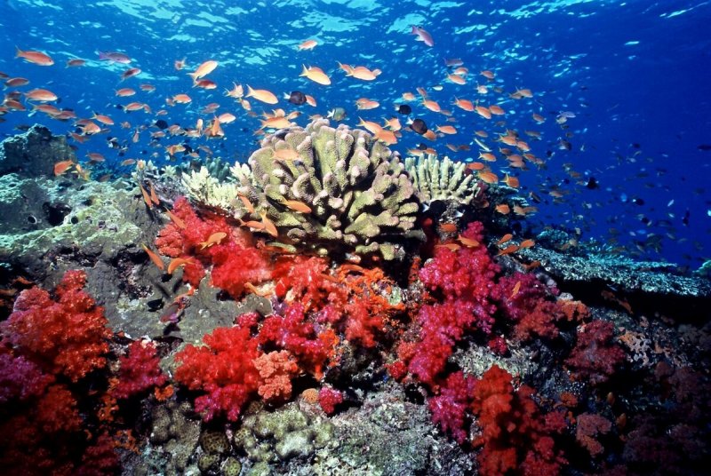 Растительный мир коралловых островов