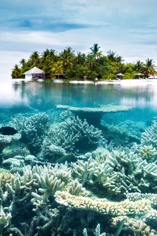 Мальдивы рифы