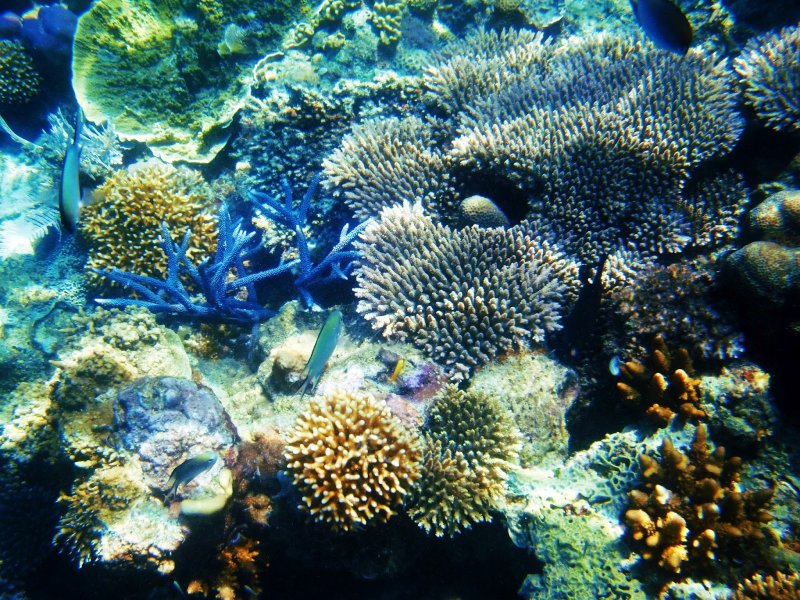 Coral Garden Филиппины