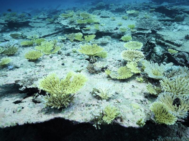 Остров образованный кораллами