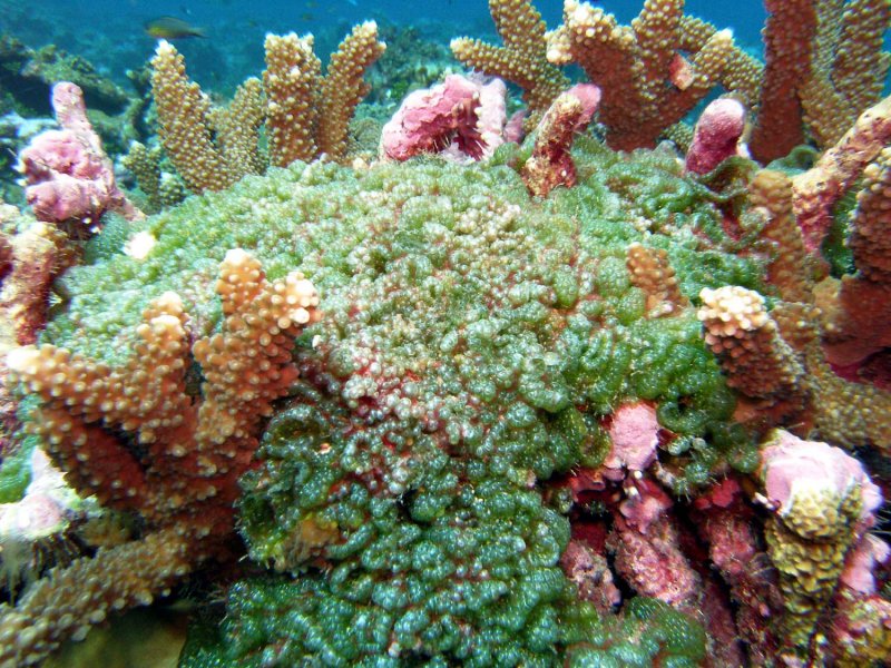 Кораллы коралловые острова
