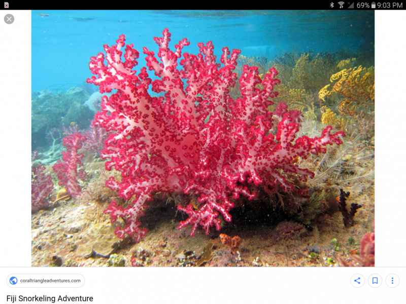 Розовые кораллы и их названия