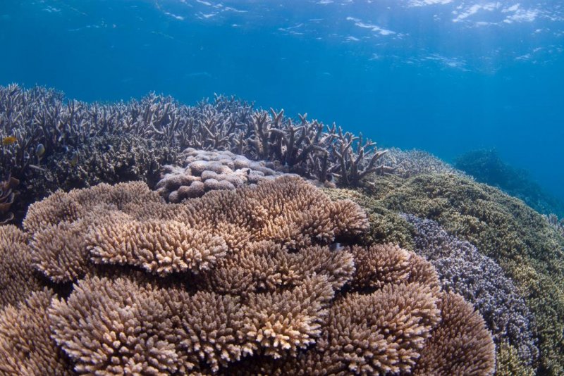 Коралловые рифы Танзании