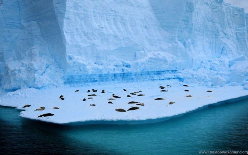 Живые фото Антарктиды