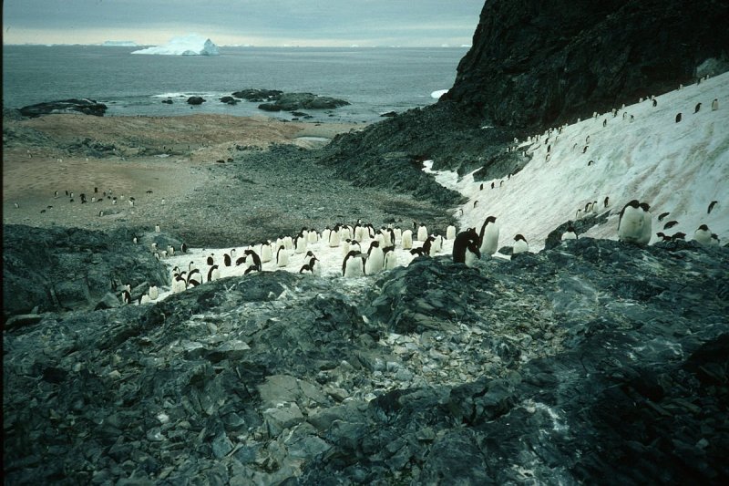 Антарктика остров Завадовского