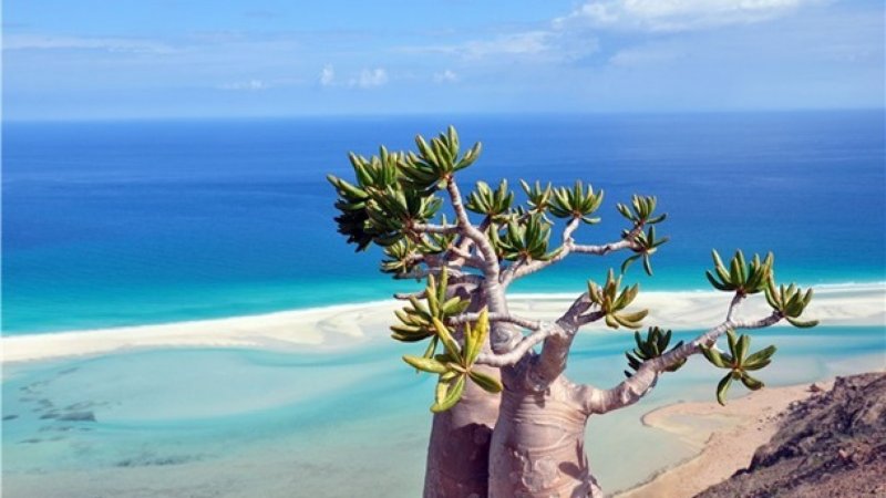 Сокотра — Райский остров
