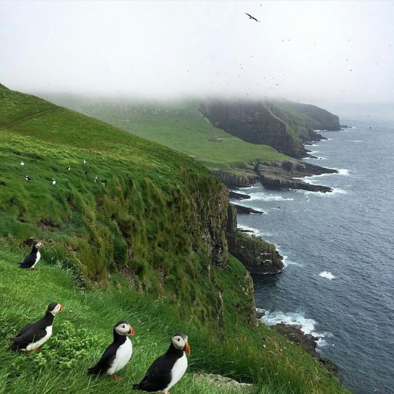Фарерские острова пингвины