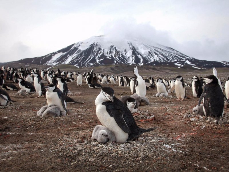 Антарктида остров Завадовский пингвины