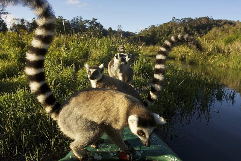 Мадагаскар обитатели остров обитатели