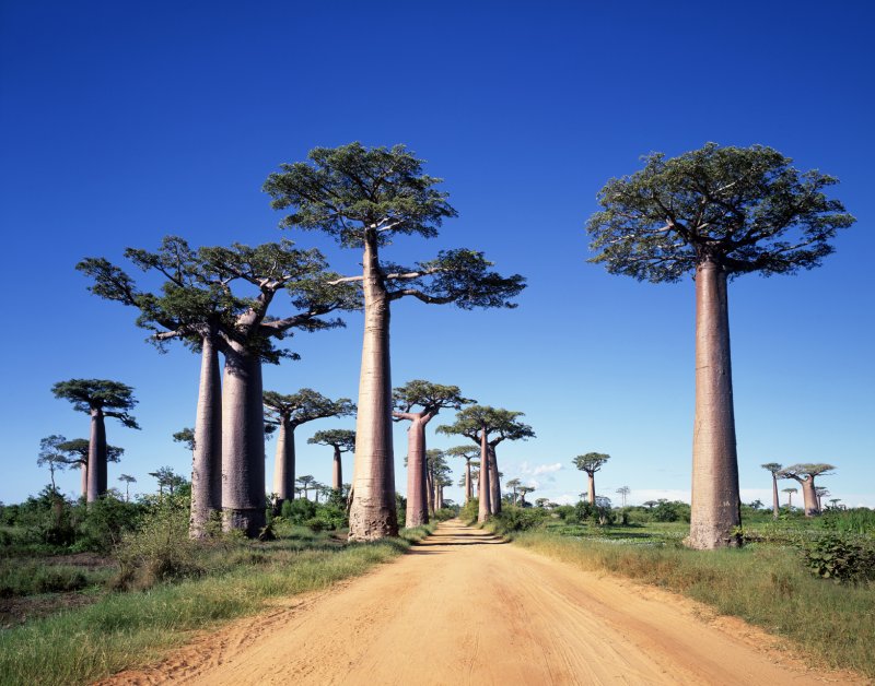 Мадагаскар остров