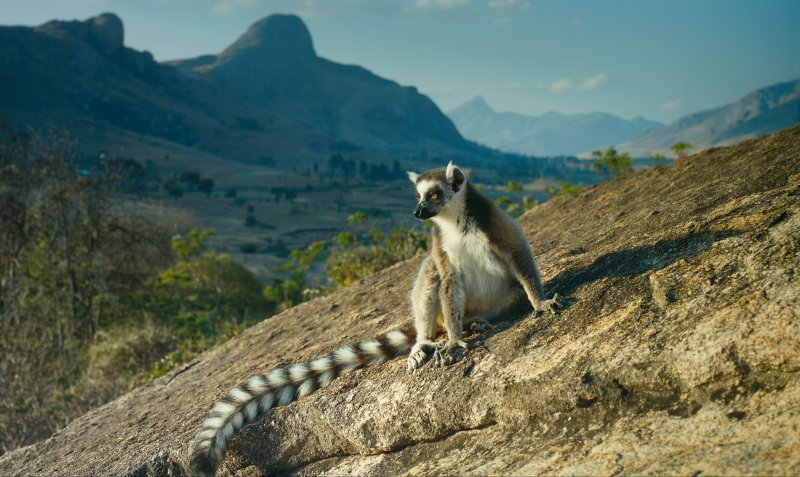 Остров лемуров Мадагаскар