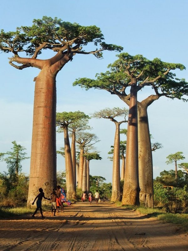 Долина баобабов Мадагаскар