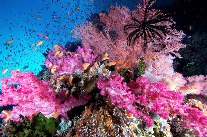 Коралловые рифы Майами