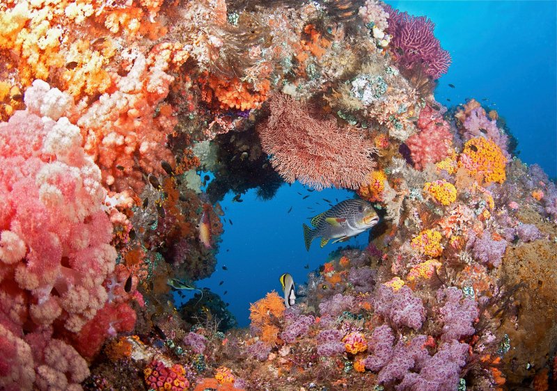 Амазонский коралловый риф